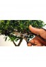 Ψαλίδι κλαδέματος BONSAI - OKATSUNE 221 Ιαπωνίας